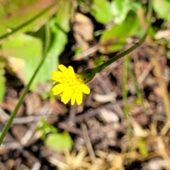 Hypochaeris glabra (Smooth Catsear) at Stromlo, ACT - 18 Oct 2021 by trevorpreston