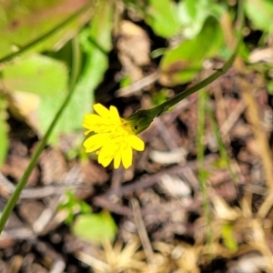 Hypochaeris glabra at Stromlo, ACT - 18 Oct 2021 11:35 AM