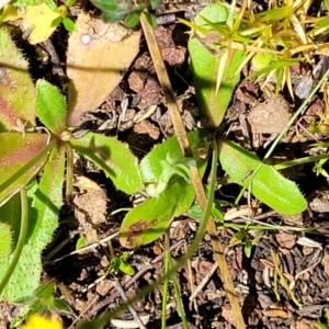 Hypochaeris glabra at Stromlo, ACT - 18 Oct 2021