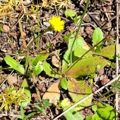 Hypochaeris glabra at Stromlo, ACT - 18 Oct 2021 11:35 AM