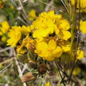 Hibbertia obtusifolia at Stromlo, ACT - 18 Oct 2021