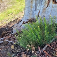 Xerochrysum viscosum at Stromlo, ACT - 18 Oct 2021