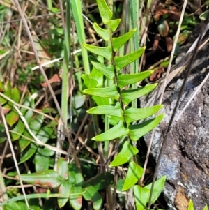 Pellaea calidirupium at Stromlo, ACT - 18 Oct 2021 11:47 AM