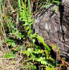 Pellaea calidirupium at Stromlo, ACT - 18 Oct 2021 11:47 AM