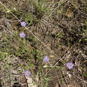 Vittadinia cuneata var. cuneata at Deakin, ACT - 18 Oct 2021