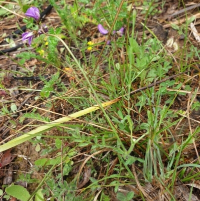 Swainsona behriana (Behr's Swainson-Pea) at Greenway, ACT - 14 Oct 2021 by gregbaines