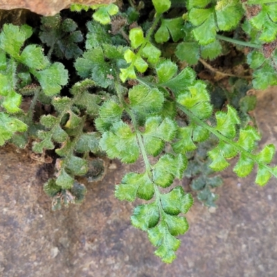 Asplenium subglandulosum (Blanket Fern) at Stromlo, ACT - 18 Oct 2021 by trevorpreston