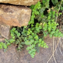 Asplenium subglandulosum at Stromlo, ACT - 18 Oct 2021 11:48 AM