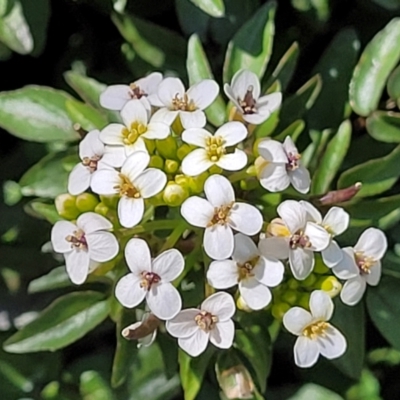 Rorippa nasturtium-aquaticum (Watercress) at Stromlo, ACT - 18 Oct 2021 by trevorpreston