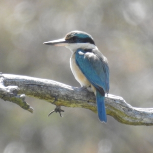 Todiramphus sanctus at Stromlo, ACT - 18 Oct 2021