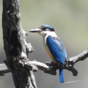 Todiramphus sanctus at Stromlo, ACT - 18 Oct 2021