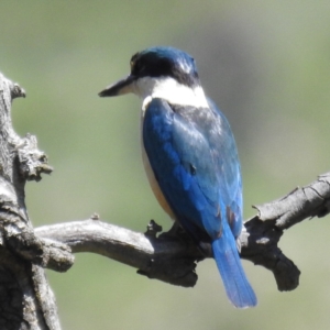 Todiramphus sanctus at Stromlo, ACT - 18 Oct 2021