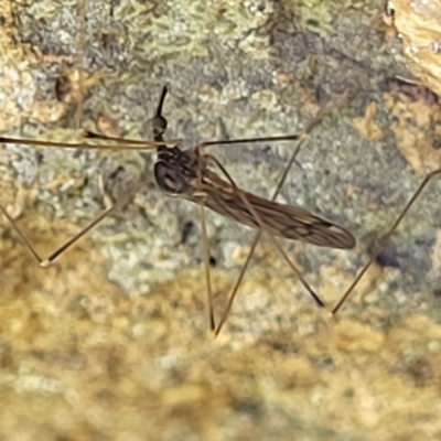 Limoniidae (family) (Unknown Limoniid Crane Fly) at Molonglo River Reserve - 18 Oct 2021 by trevorpreston