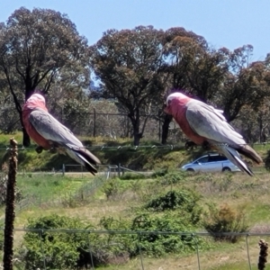 Eolophus roseicapilla at Stromlo, ACT - 18 Oct 2021 11:56 AM