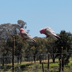 Eolophus roseicapilla at Stromlo, ACT - 18 Oct 2021 11:56 AM