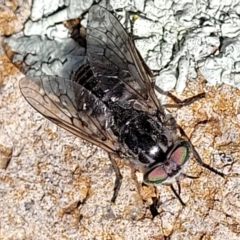 Dasybasis sp. (genus) (A march fly) at Lower Molonglo - 18 Oct 2021 by tpreston