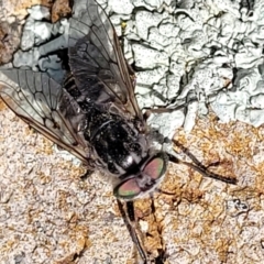 Dasybasis sp. (genus) at Stromlo, ACT - 18 Oct 2021