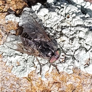 Dasybasis sp. (genus) at Stromlo, ACT - 18 Oct 2021