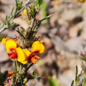 Dillwynia sericea at Jerrabomberra, ACT - 18 Oct 2021