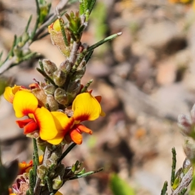 Dillwynia sericea (Egg And Bacon Peas) at Wanniassa Hill - 18 Oct 2021 by Mike