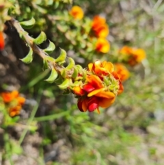 Pultenaea procumbens (Bush Pea) at Wanniassa Hill - 18 Oct 2021 by Mike