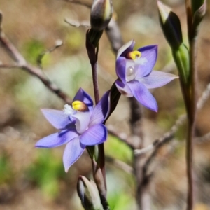 Thelymitra pauciflora at Coree, ACT - suppressed