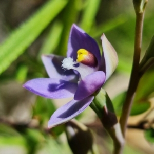 Thelymitra pauciflora at Coree, ACT - suppressed