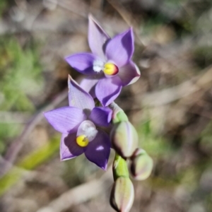 Thelymitra pauciflora at Coree, ACT - suppressed