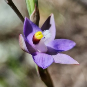 Thelymitra pauciflora at Coree, ACT - suppressed