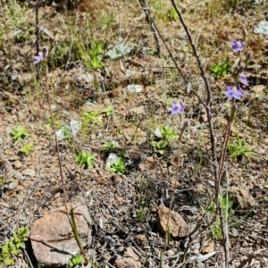 Thelymitra pauciflora at Coree, ACT - suppressed