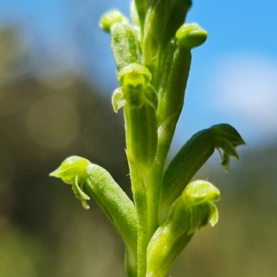 Microtis unifolia (Common Onion Orchid) at Coree, ACT - 18 Oct 2021 by RobG1