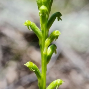 Microtis unifolia at Coree, ACT - 18 Oct 2021