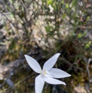 Glossodia major at Jerrabomberra, NSW - 18 Oct 2021