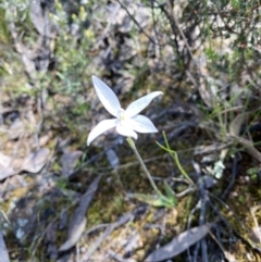 Glossodia major at Jerrabomberra, NSW - 18 Oct 2021