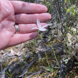 Glossodia major at Jerrabomberra, NSW - 18 Oct 2021