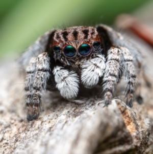 Maratus vespertilio at Hackett, ACT - 18 Oct 2021