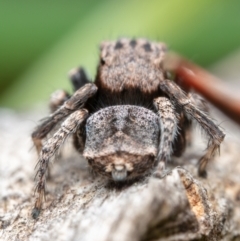 Maratus vespertilio at Hackett, ACT - 18 Oct 2021