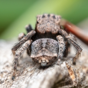 Maratus vespertilio at Hackett, ACT - suppressed