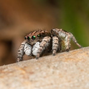 Maratus vespertilio at Hackett, ACT - 18 Oct 2021