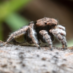 Maratus vespertilio at Hackett, ACT - 18 Oct 2021