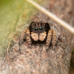 Maratus vespertilio at Hackett, ACT - 18 Oct 2021