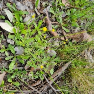 Calotis lappulacea at Jerrabomberra, ACT - 18 Oct 2021