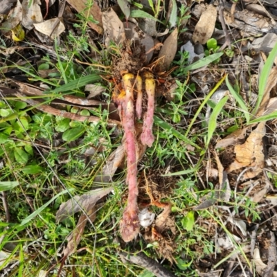 Orobanche minor (Broomrape) at Jerrabomberra, ACT - 18 Oct 2021 by Mike