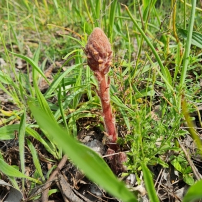 Orobanche minor (Broomrape) at Jerrabomberra, ACT - 18 Oct 2021 by Mike