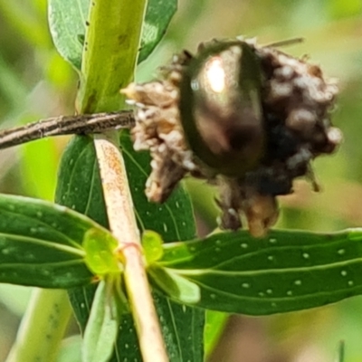 Chrysolina quadrigemina (Greater St Johns Wort beetle) at Isaacs Ridge - 18 Oct 2021 by Mike