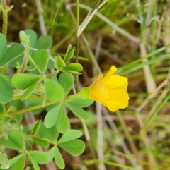 Oxalis sp. (Wood Sorrel) at Isaacs Ridge - 18 Oct 2021 by Mike