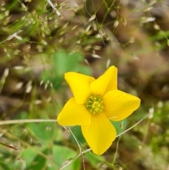 Oxalis sp. at Jerrabomberra, ACT - 18 Oct 2021