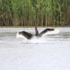 Cygnus atratus (Black Swan) at Splitters Creek, NSW - 15 Oct 2021 by KylieWaldon