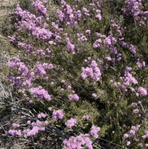 Kunzea parvifolia at Warri, NSW - 18 Oct 2021 01:37 PM