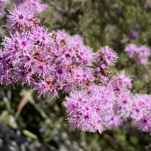 Kunzea parvifolia at Warri, NSW - 18 Oct 2021 01:37 PM